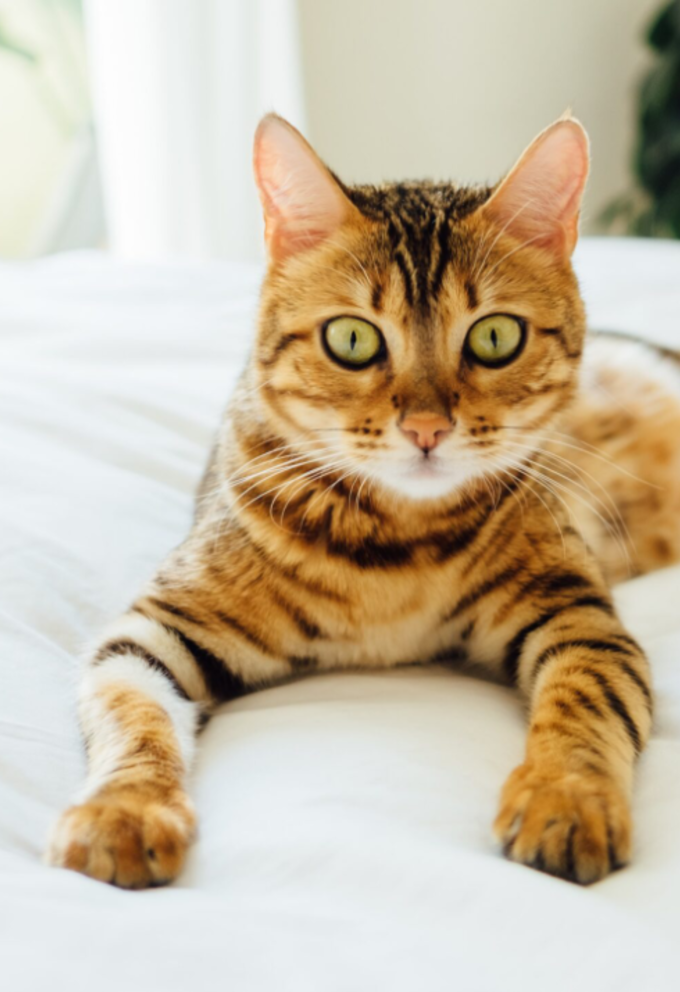 Fischer Bettwaren AG